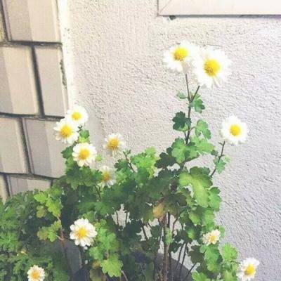 君临九天手游下载